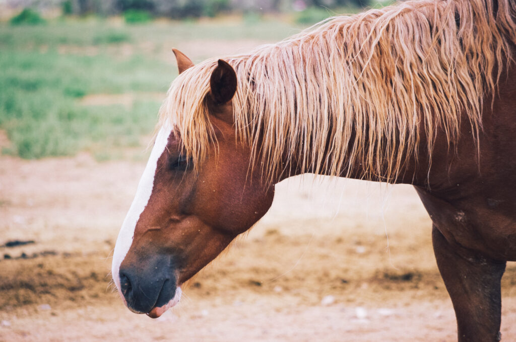 Steadfast Steeds helps support Colorado's mustangs