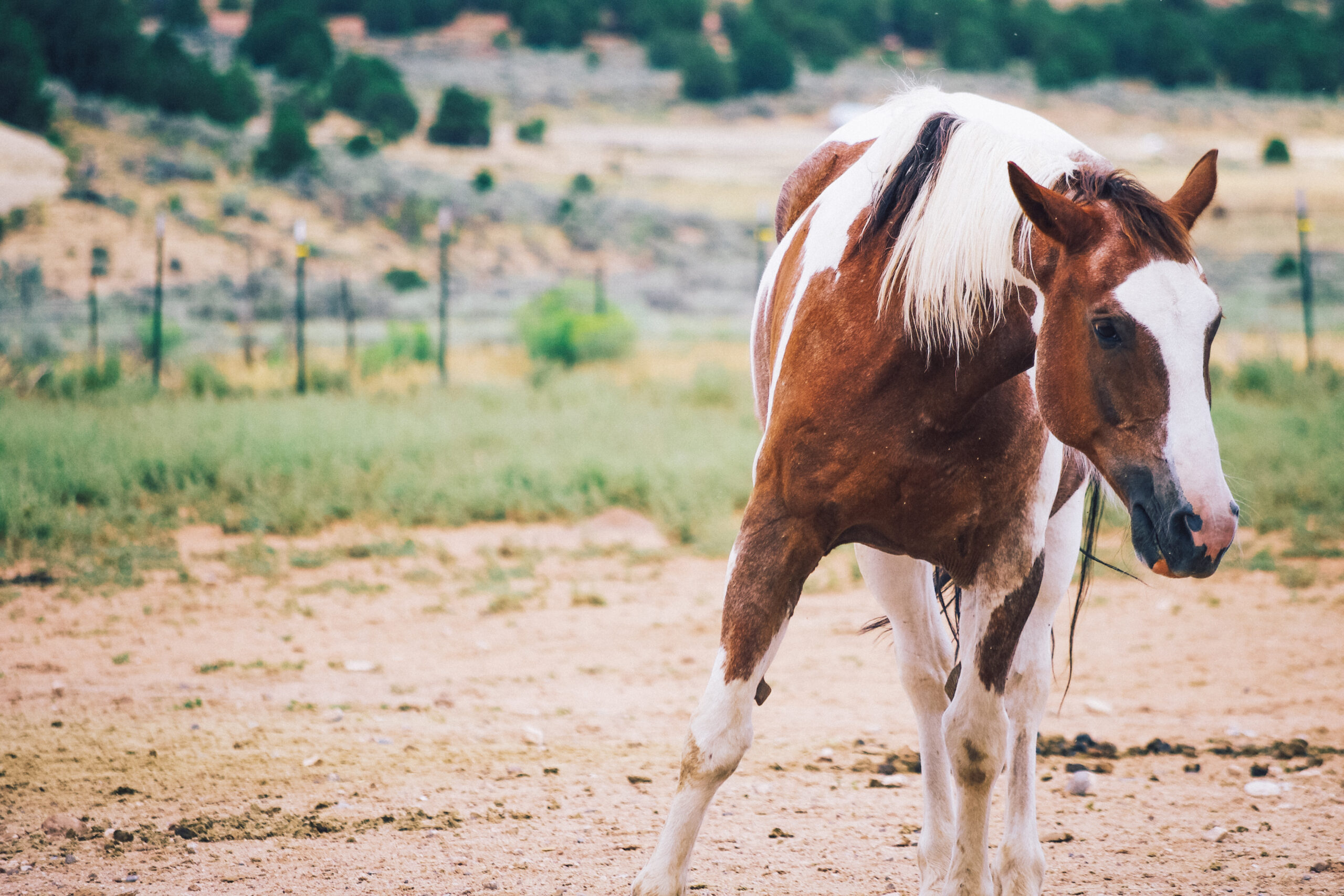 Take part in a session at Steadfast Steeds and learn MSA with the help of a mustang