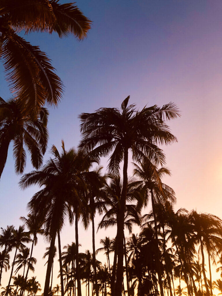 A beautiful sunset against the palm trees in Mazatlán, Mexico