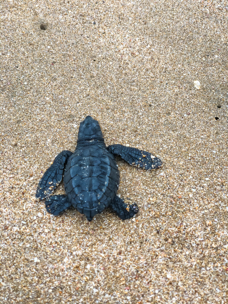 Baby sea turtles making their way to the ocean on Playa Cerritos