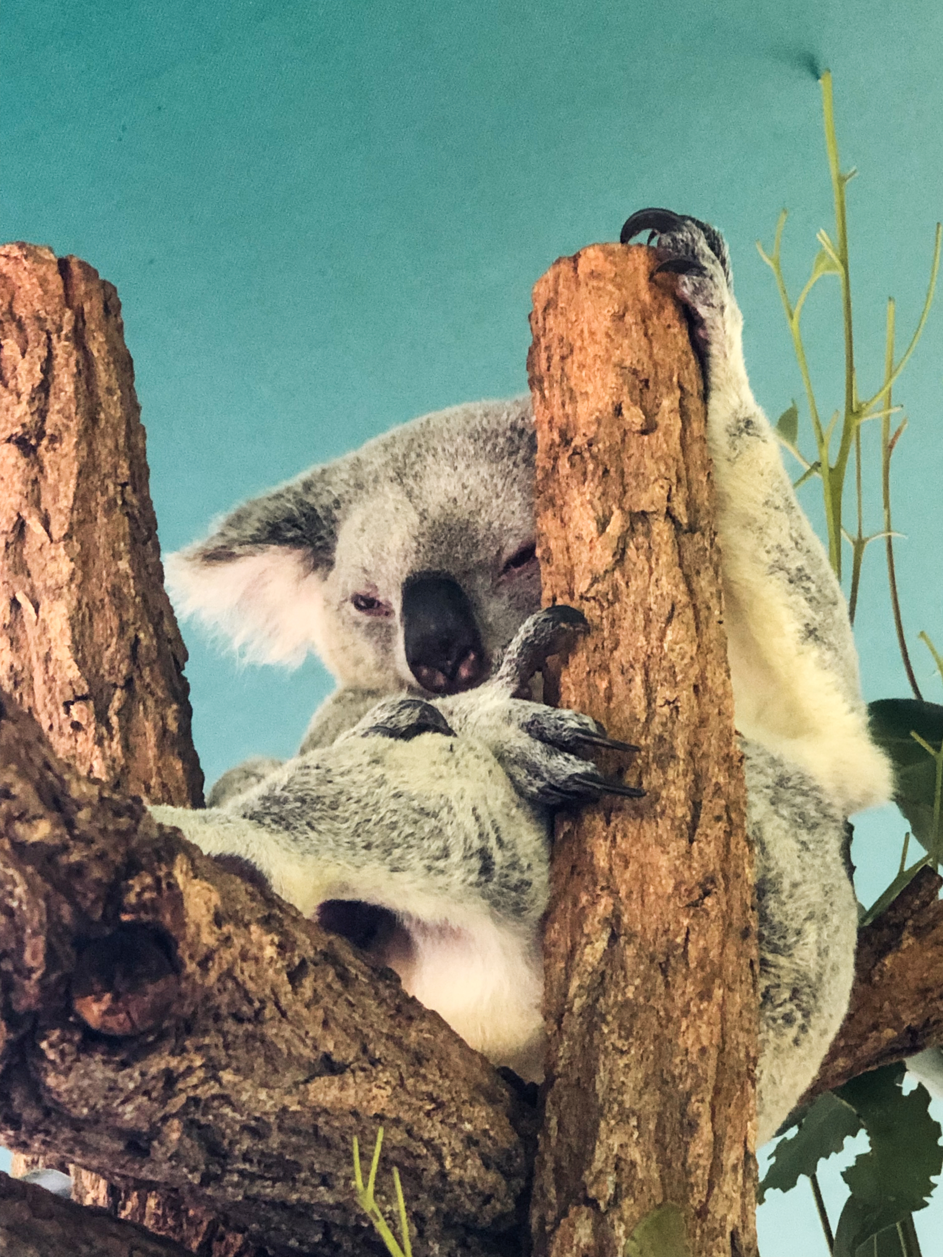 You can get up close with the Koalas and might even pet one!