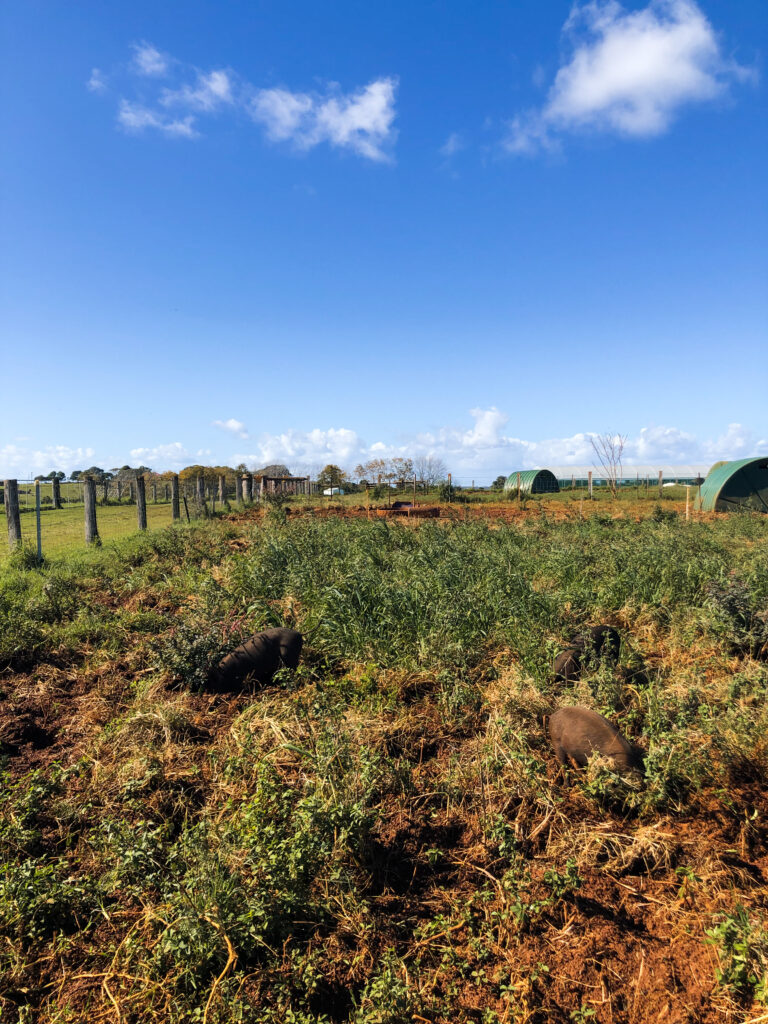 The farm at Byron Bay