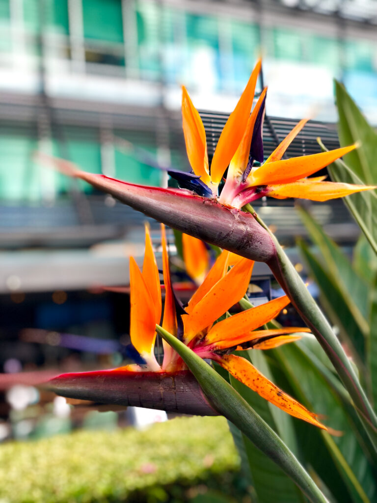 The City Botanic Gardens is home to many plant and bird species native to Australia