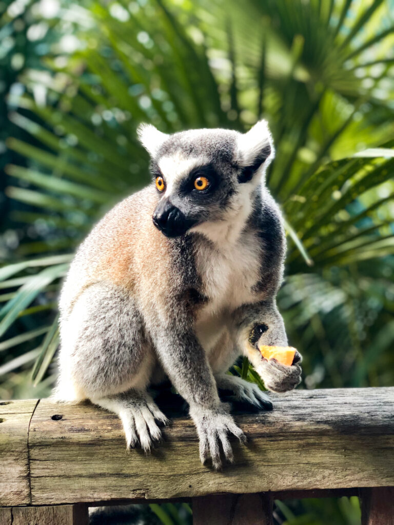 The Australia Zoo is setup for the ultimate comfort of the animals