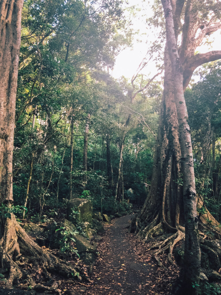 Wandering through the bush, keep an eye out for bush turkeys!