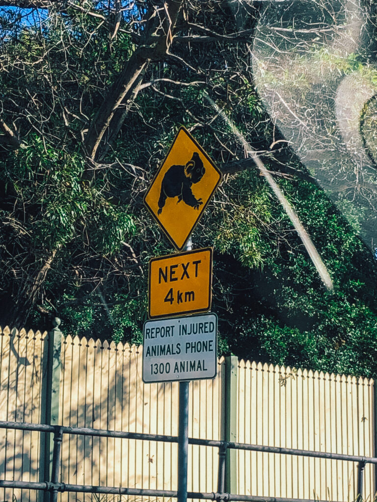 Lone Pine Koala Sanctuary is located just south of Brisbane city centre and is home to over 130 koalas.