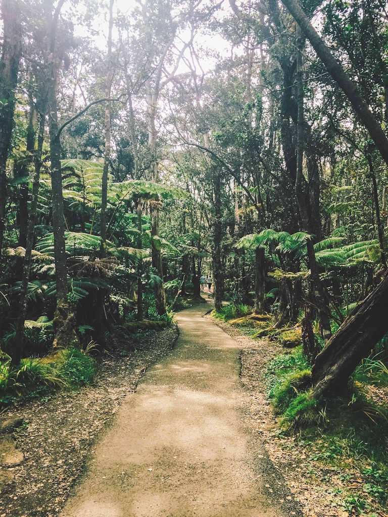 Wandering through Hawaii Volcanoes National Park on the Big Island is the perfect place to explore!