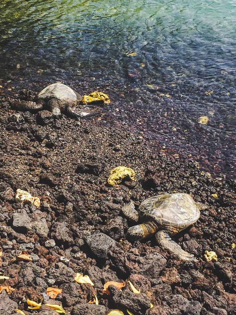 Honu or green sea turtles frequent beaches around the big island!