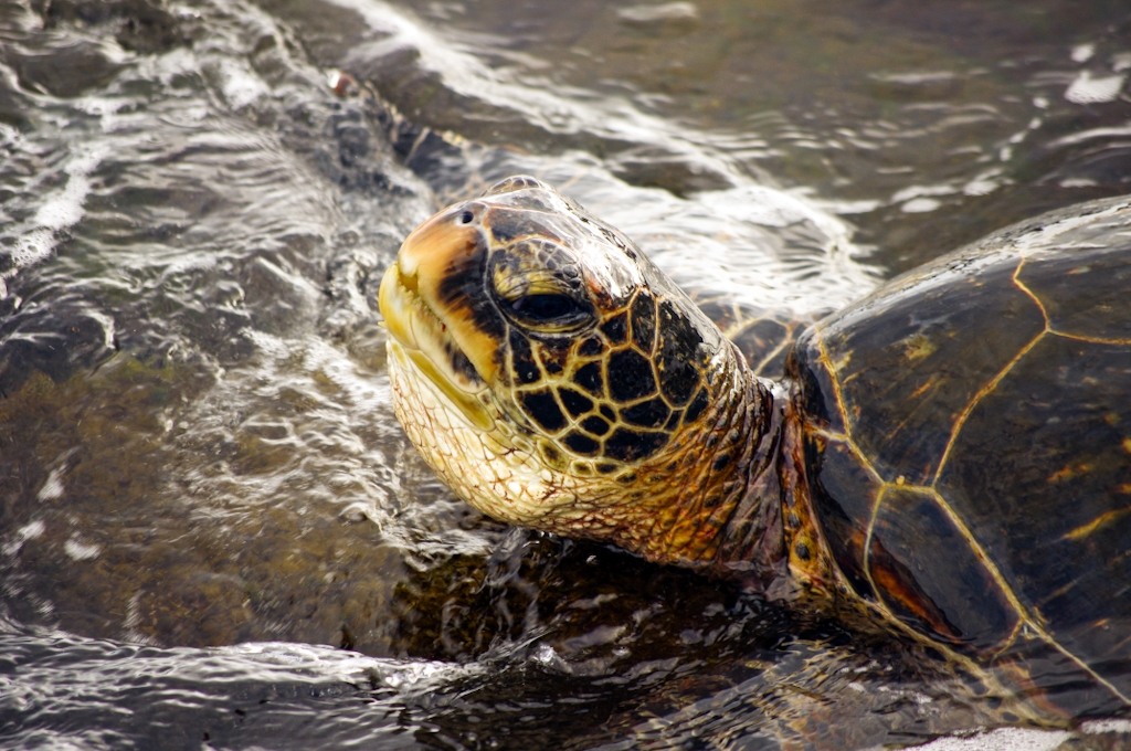 Green sea turtle on the big island of hawaii